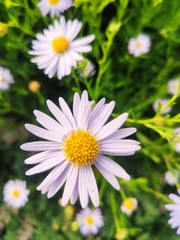 Symphyotrichum novi-belgii