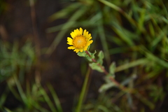 Grindelia subdecurrens