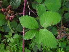 Rubus elegantispinosus