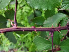 Rubus elegantispinosus