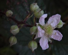 Rubus elegantispinosus