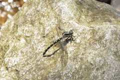 Sieboldius alexanderi