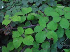 Rubus vestitus