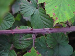Rubus vestitus