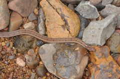 Oligodon taeniolatus