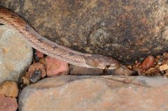 Oligodon taeniolatus