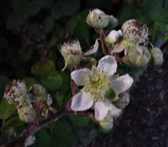 Rubus vestitus