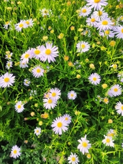 Symphyotrichum novi-belgii
