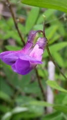 Lathyrus palustris