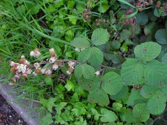 Rubus vestitus