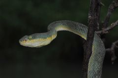 Craspedocephalus gramineus