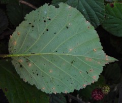 Rubus vestitus