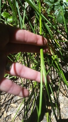 Juncus dubius
