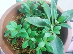 Kalanchoe garambiensis