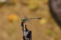 Lamelligomphus formosanus