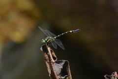 Lamelligomphus formosanus