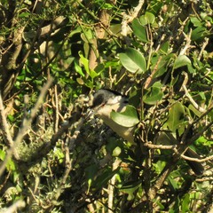 Dryoscopus cubla cubla