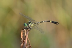 Lamelligomphus formosanus