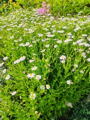 Symphyotrichum novi-belgii