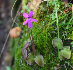 Pinguicula oblongiloba