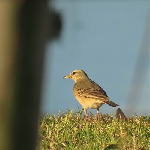 Plain-backed Pipit (Anthus leucophrys), photo 9