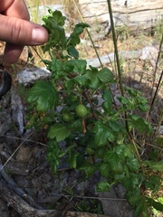 Ribes lobbii
