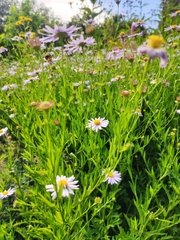 Symphyotrichum novi-belgii