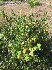 Ribes lobbii