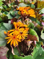 Ligularia