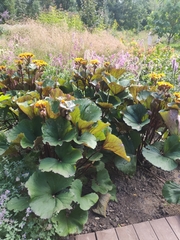 Ligularia