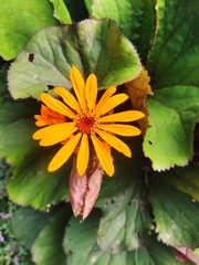 Ligularia