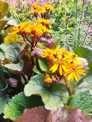 Ligularia