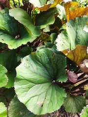 Ligularia