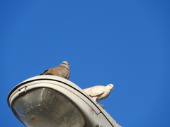 Streptopelia decaocto