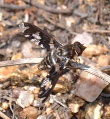 Exoprosopa dorcadion