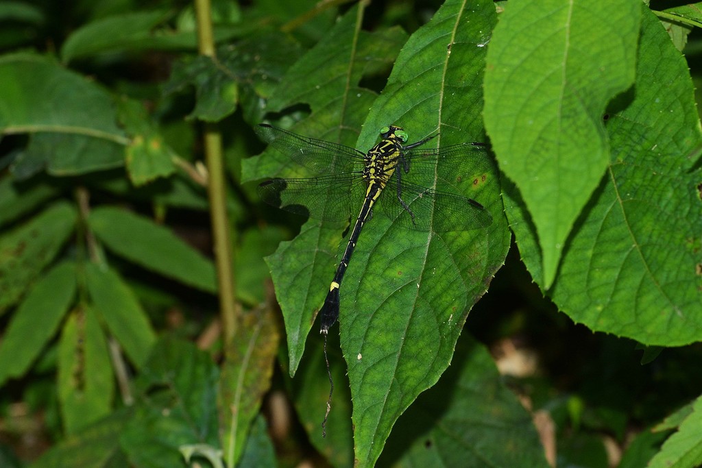 Anisogomphus anderi