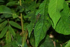 Anisogomphus anderi