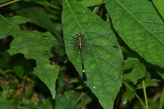 Anisogomphus anderi