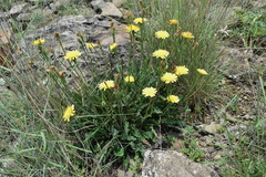 Leontodon biscutellifolius