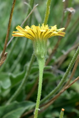 Leontodon biscutellifolius