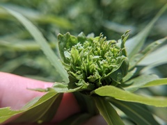 Rhopalomyia capitata