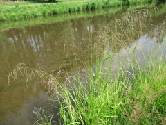 Glyceria arundinacea