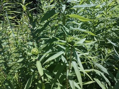 Rhopalomyia capitata