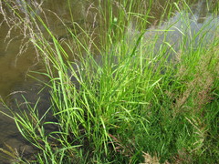 Glyceria arundinacea