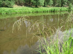 Glyceria arundinacea