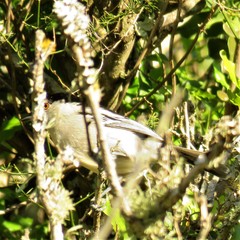 Dryoscopus cubla cubla