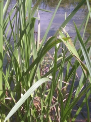 Sparganium erectum