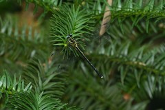 Leptogomphus elegans