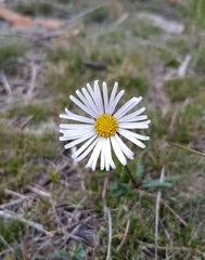 Allittia uliginosa