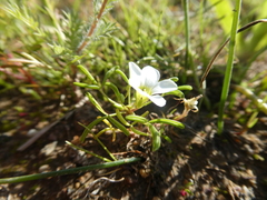 Oxalis pusilla
